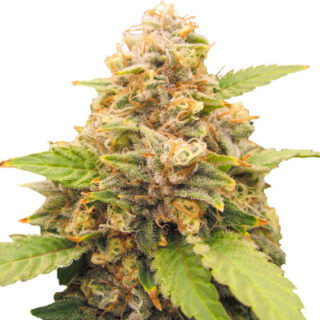 Сорт Lord Kush Early Version fem (Delicious Seeds) Сорт Lord Kush Early Version fem (Delicious Seeds)