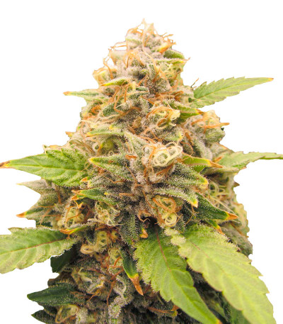 Сорт Lord Kush Early Version fem (Delicious Seeds) Сорт Lord Kush Early Version fem (Delicious Seeds)