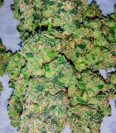 Сорт Mandarin Thuggee fem (AlphaFem Seeds) Сорт Mandarin Thuggee fem (AlphaFem Seeds) — изображение 5