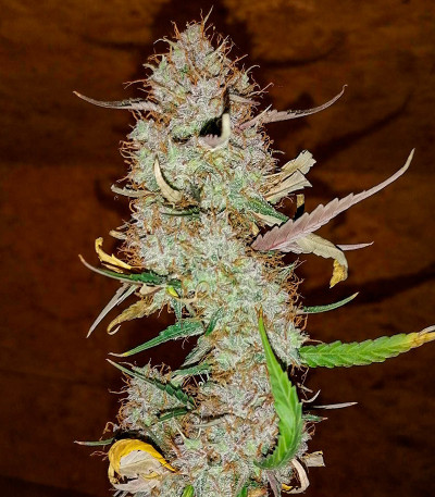 Сорт Mandarin Thuggee Auto fem (AlphaFem Seeds) Сорт Mandarin Thuggee Auto fem (AlphaFem Seeds) — изображение 3