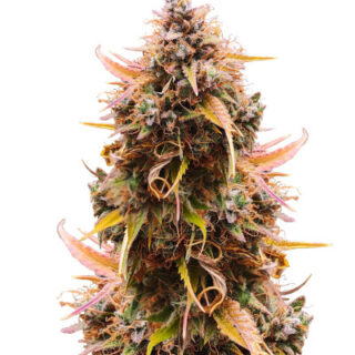 Сорт Mandarin Thuggee Auto fem (AlphaFem Seeds)