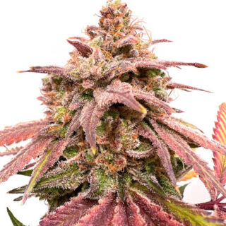 Сорт Persian Pie fem (GHS) Сорт Persian Pie fem (GHS)