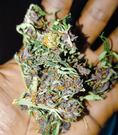 Сорт Punch Cookies fem (AlphaFem Seeds) Сорт Punch Cookies fem (AlphaFem Seeds) — изображение 4