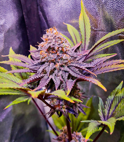 Сорт Punch Cookies fem (AlphaFem Seeds) Сорт Punch Cookies fem (AlphaFem Seeds) — изображение 5