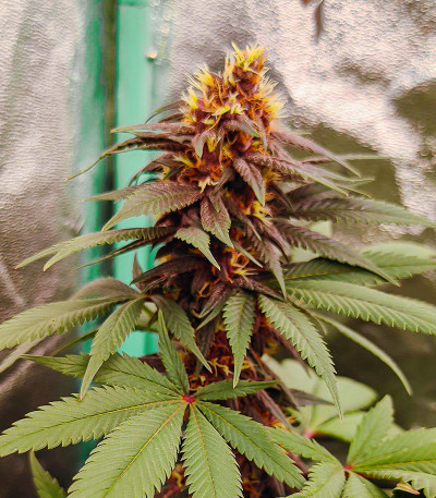 Сорт Punch Cookies fem (AlphaFem Seeds) Сорт Punch Cookies fem (AlphaFem Seeds) — изображение 3