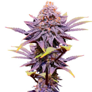 Сорт Punch Cookies fem (AlphaFem Seeds) Сорт Punch Cookies fem (AlphaFem Seeds)