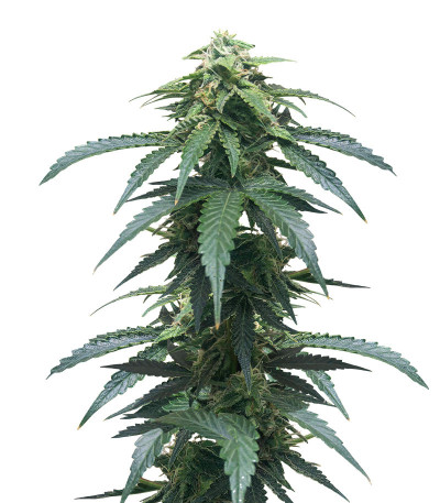 Сорт Roze Runtz fem (AlphaFem Seeds) Сорт Roze Runtz fem (AlphaFem Seeds)