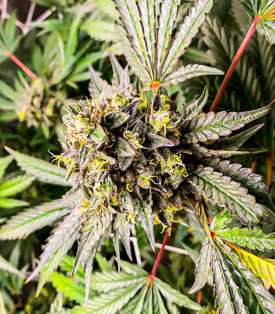 Сорт Runtz Fast Flowering fem (Humboldt Seed Organization) Сорт Runtz Fast Flowering fem (Humboldt Seed Organization) — изображение 3