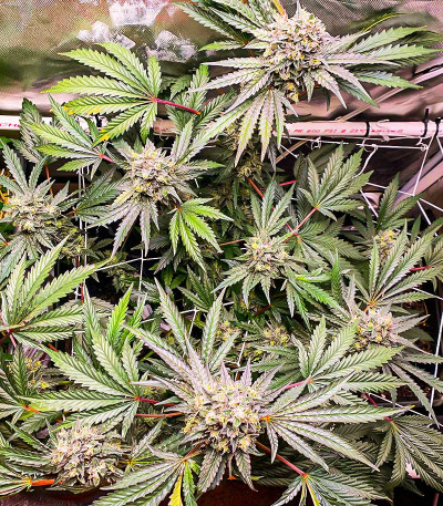 Сорт Runtz Fast Flowering fem (Humboldt Seed Organization) Сорт Runtz Fast Flowering fem (Humboldt Seed Organization) — изображение 5