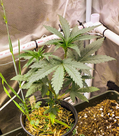 Сорт Runtz Fast Flowering fem (Humboldt Seed Organization) Сорт Runtz Fast Flowering fem (Humboldt Seed Organization) — изображение 6