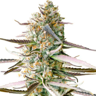 Сорт Runtz Fast Flowering fem (Humboldt Seed Organization)