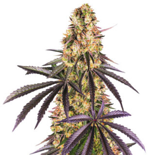 Сорт Runtz Muffin fem (Barney's Farm) Сорт Runtz Muffin fem (Barney's Farm)