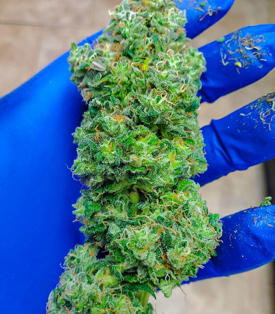 Сорт Sith OG fem (AlphaFem Seeds) Сорт Sith OG fem (AlphaFem Seeds) — изображение 4