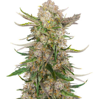 Сорт Apple Strudel Auto fem (FastBuds) Сорт Apple Strudel Auto fem (FastBuds)