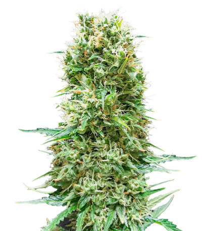 Сорт Animal Face Auto fem (Cali Buds Seeds) Сорт Animal Face Auto fem (Cali Buds Seeds)