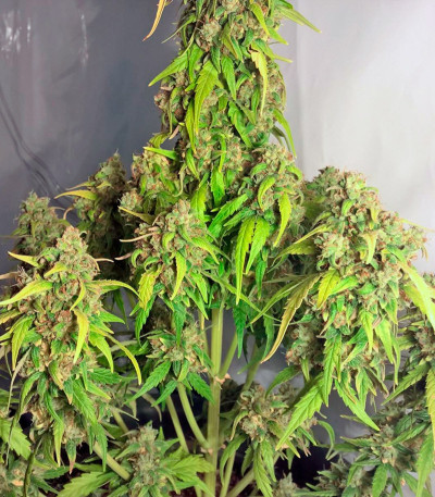 Сорт StarRyder auto fem (Dutch Passion) Сорт StarRyder auto fem (Dutch Passion) — изображение 4