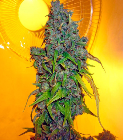 Сорт StarRyder auto fem (Dutch Passion) Сорт StarRyder auto fem (Dutch Passion) — изображение 5