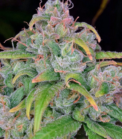 Сорт StarRyder auto fem (Dutch Passion) Сорт StarRyder auto fem (Dutch Passion) — изображение 6