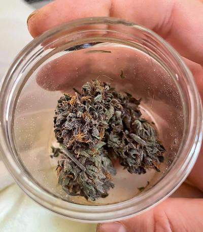 Сорт Still Bubba fem (AlphaFem Seeds) Сорт Still Bubba fem (AlphaFem Seeds) — изображение 5