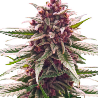 Сорт Still Bubba fem (AlphaFem Seeds) Сорт Still Bubba fem (AlphaFem Seeds)