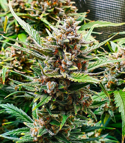 Сорт Strawberry Gorilla Auto fem (FastBuds) Сорт Strawberry Gorilla Auto fem (FastBuds) — изображение 4