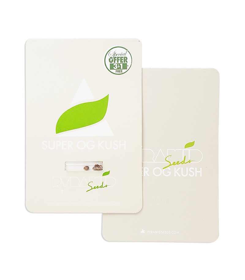 Сорт Super OG Kush fem (Pyramid Seeds) Сорт Super OG Kush fem (Pyramid Seeds) — изображение 2
