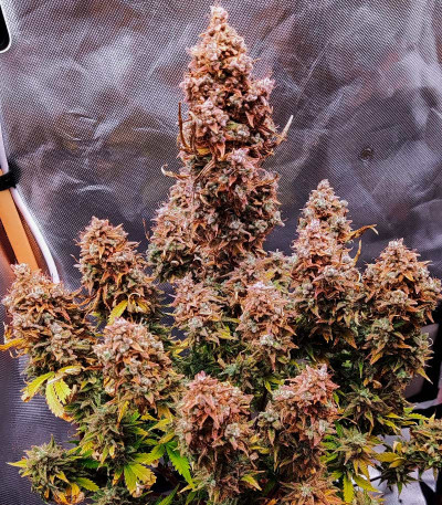 Сорт Totally Alpha OG Auto fem (AlphaFem Seeds) Сорт Totally Alpha OG Auto fem (AlphaFem Seeds) — изображение 4