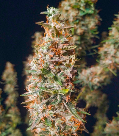 Сорт Totally Alpha OG Auto fem (AlphaFem Seeds) Сорт Totally Alpha OG Auto fem (AlphaFem Seeds) — изображение 5