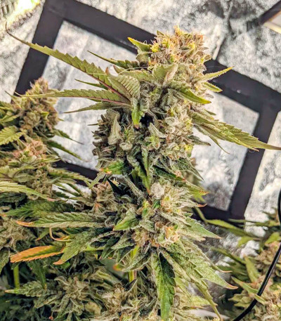 Сорт Totally Alpha OG fem (AlphaFem Seeds) Сорт Totally Alpha OG fem (AlphaFem Seeds) — изображение 3