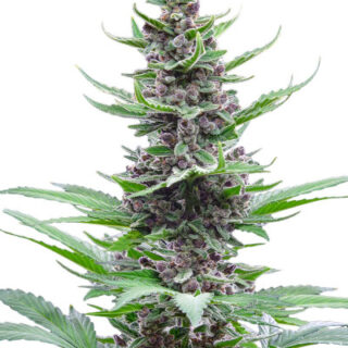Сорт Tropicana Cookies Auto fem (FastBuds) Сорт Tropicana Cookies Auto fem (FastBuds)