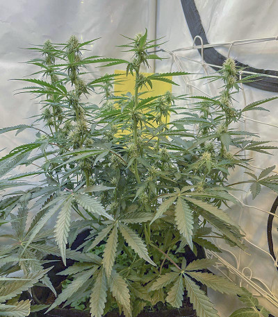 Сорт Watermelon Zkittlez Auto fem (Barney's Farm) Сорт Watermelon Zkittlez Auto fem (Barney's Farm) — изображение 7
