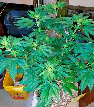 Сорт Wembley fem (Pyramid Seeds) Сорт Wembley fem (Pyramid Seeds) — изображение 3