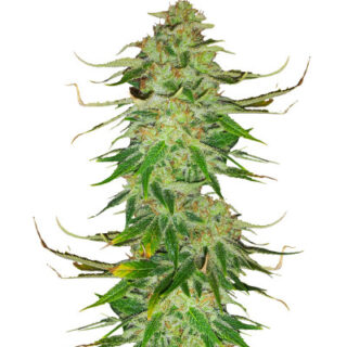 Сорт WiFi Kush fem (AlphaFem Seeds)