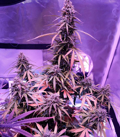 Сорт Auto Northern Light fem (Victory Seeds) Сорт Auto Northern Light fem (Victory Seeds) — изображение 3