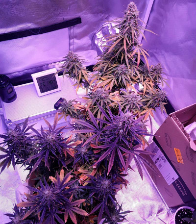 Сорт Auto Northern Light fem (Victory Seeds) Сорт Auto Northern Light fem (Victory Seeds) — изображение 4