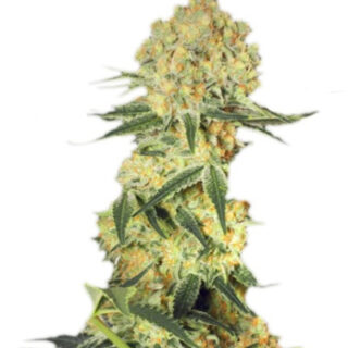 Сорт Auto Wappa fem (Paradise Seeds) Сорт Auto Wappa fem (Paradise Seeds)