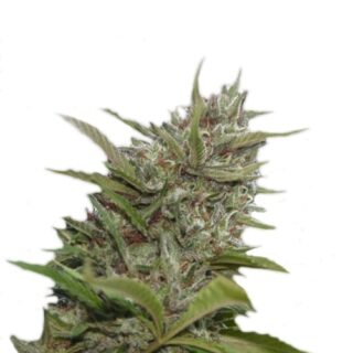 Сорт Auto Whiteberry fem (Paradise Seeds) Сорт Auto Whiteberry fem (Paradise Seeds)