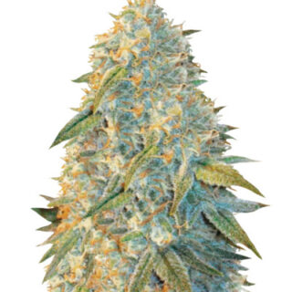 Сорт Auto Northern Light fem (Victory Seeds) Сорт Auto Northern Light fem (Victory Seeds)