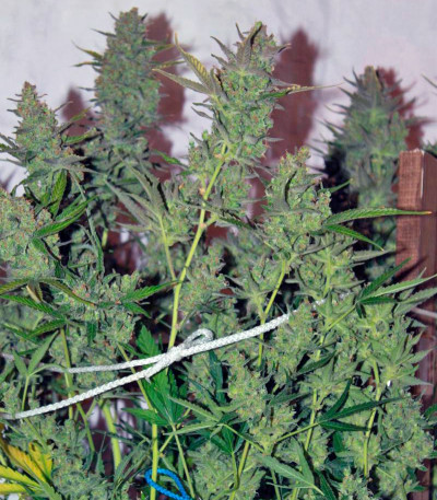 Сорт Auto Wappa fem (Paradise Seeds) Сорт Auto Wappa fem (Paradise Seeds) — изображение 3