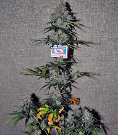 Сорт Auto Wappa fem (Paradise Seeds) Сорт Auto Wappa fem (Paradise Seeds) — изображение 4
