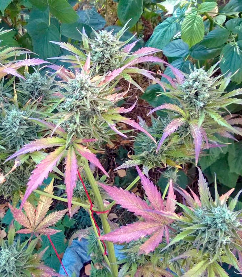 Сорт Auto Whiteberry fem (Paradise Seeds) Сорт Auto Whiteberry fem (Paradise Seeds) — изображение 3