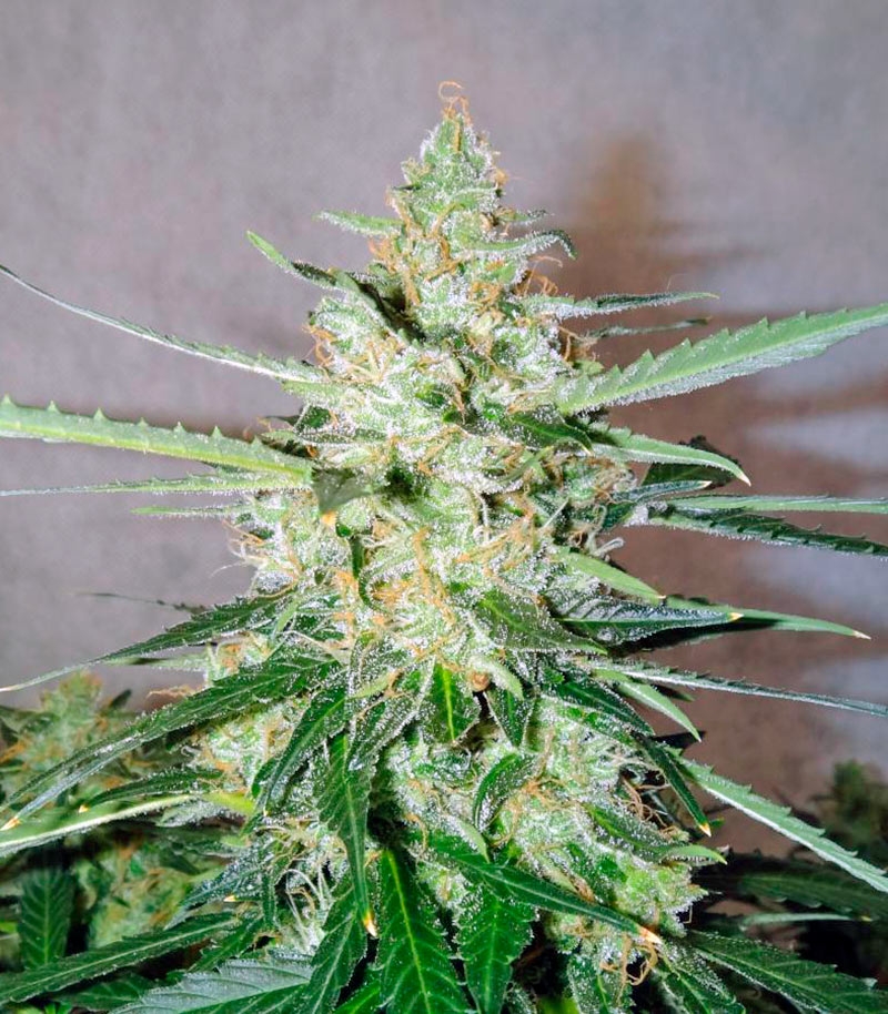 Сорт Auto Whiteberry fem (Paradise Seeds) Сорт Auto Whiteberry fem (Paradise Seeds) — изображение 5