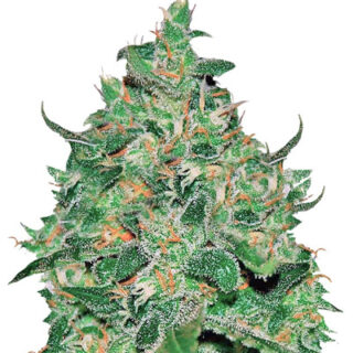 Сорт Critical Jack Herer Auto fem (Delicious Seeds) Сорт Critical Jack Herer Auto fem (Delicious Seeds)