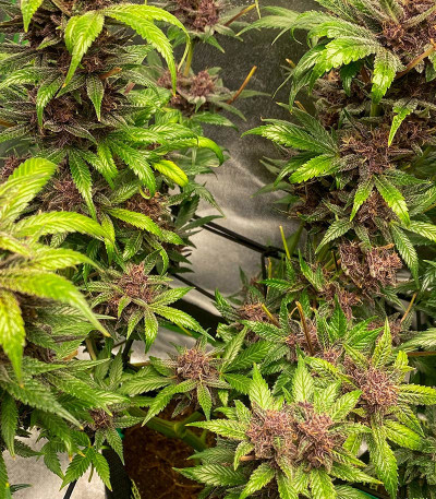 Сорт Diablo Rojo XL Auto fem (Sweet Seeds) Сорт Diablo Rojo XL Auto fem (Sweet Seeds) — изображение 3