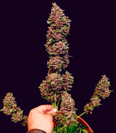Сорт Diablo Rojo XL Auto fem (Sweet Seeds) Сорт Diablo Rojo XL Auto fem (Sweet Seeds) — изображение 4