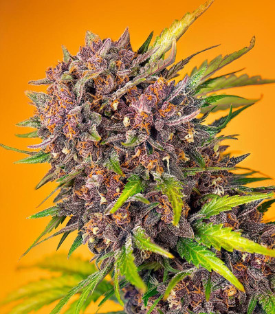 Сорт Diablo Rojo XL Auto fem (Sweet Seeds) Сорт Diablo Rojo XL Auto fem (Sweet Seeds) — изображение 5