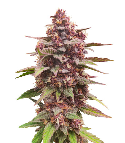 Сорт Diablo Rojo XL Auto fem (Sweet Seeds) Сорт Diablo Rojo XL Auto fem (Sweet Seeds)