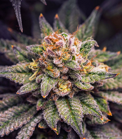Сорт Gorilla Melon fem (FastBuds) Сорт Gorilla Melon fem (FastBuds) — изображение 5