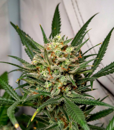 Сорт Jealousy Z XL Auto fem (Sweet Seeds) Сорт Jealousy Z XL Auto fem (Sweet Seeds) — изображение 3