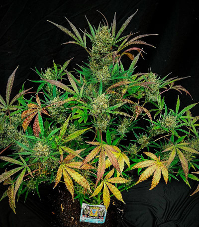 Сорт Jealousy Z XL Auto fem (Sweet Seeds) Сорт Jealousy Z XL Auto fem (Sweet Seeds) — изображение 4
